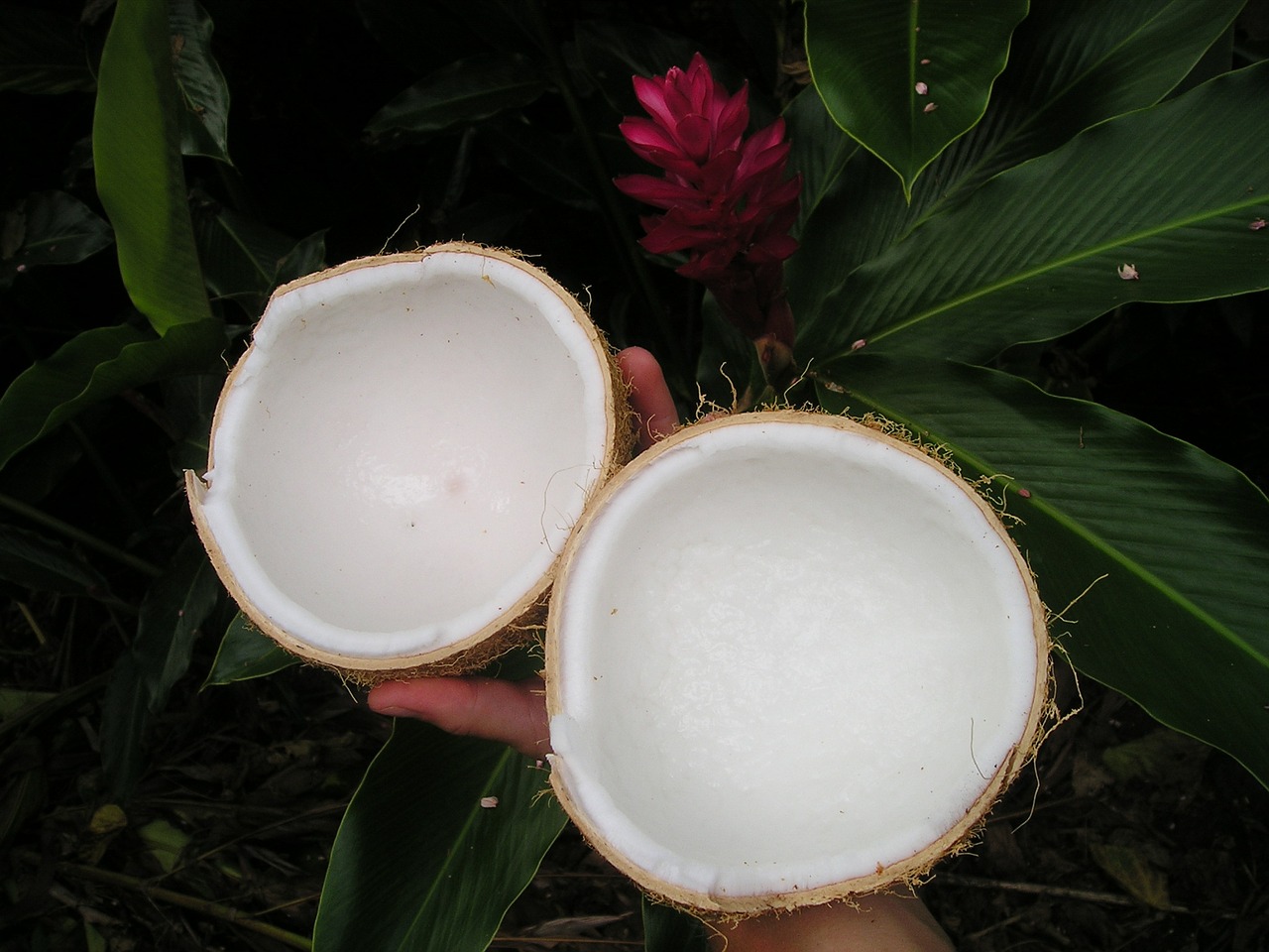coconut-43_1280