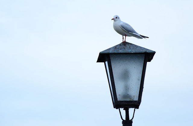 pták na lampě